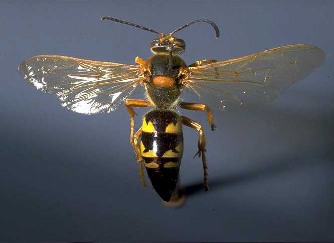Cicada killer, Sphecius speciosus (Hymenoptera: Sphecidae). Photo by Drees.