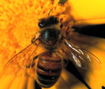 A honey bee, Apis mellifera Linnaeus (Hymenoptera: Apidae), worker. Photo by Drees. 