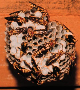 A paper wasp, Polistes exclamans Viereck (Hymenoptera: Vespidae), nest. Photo by Drees.