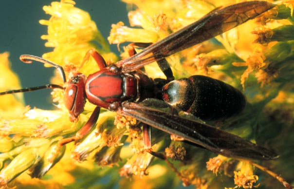 A paper wasp, Polistes metricus Say (Hymenoptera: Vespidae). Photo by Drees.