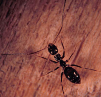 Crazy ant, Paratrechina longicornis (Latreille) (Hymenoptera: Formicidae). Photo by Drees. 