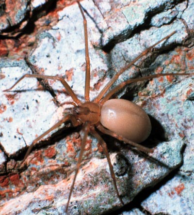 A recluse spider, Loxosceles sp. (Araneae: Sicarlidae), female. Photo by Jackman. 