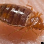 Image of a reddish brown fed bed bug