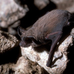 Mexican Free-tailed bat (Tadarida brasiliensis)