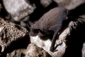 Image of the blackish-brown Mexican Free-tailed bat (Tadarida brasiliensis) Brazilian Free-tail also known as the