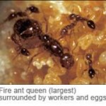 workers_eggs_queen_1