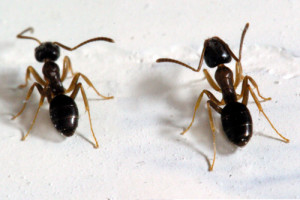 Odorous house ants