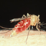 Image of a mosquito on skin