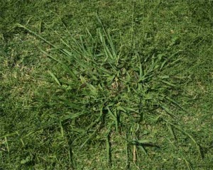 Image of Dallisgrass from the top 