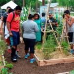 Image of people gardening raised beds