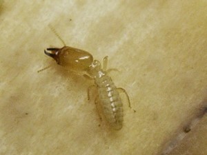 Image of Native subterranean termite soldier