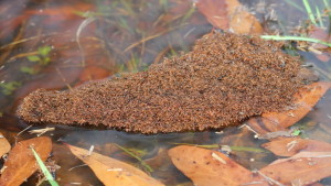 Fire Ant Raft floating in water with leavesPhoto by Sandwedge