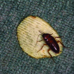 American cockroach on a potato chip