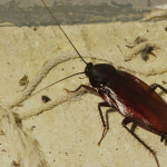 Smoky brown cockroaches outdoors on an outdoor surface. 