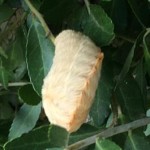 Close up image of puss caterpillar aka ASP. Image by Martha Cray