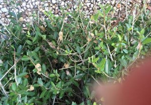 Ground vegetation with Asps - a great place for them to hide . Image by Martha Cray