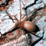 Brown recluse Spider Image by John Jackman