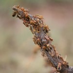 Assassin bugs on a mesquite bush. Image courtesy of Texas A&M University 