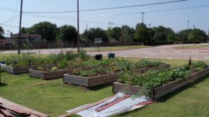 Image of raised garden beds at a school