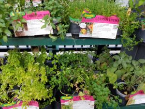 Image of plants grown in containers that can move as time goes by. 