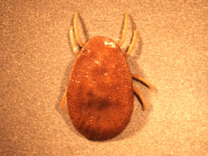 Class Aracnida, Order Acarina, Image of fowl tick dorsal side