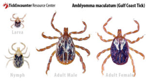 Life Cycle Images of gulf coast tick_tickinfo