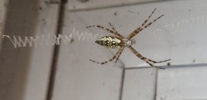 Argiope or zipper spider notice the zipper type weave 