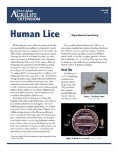 Image of human head lice handout