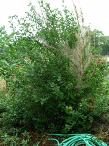 Fall webworms on a shrub