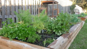 herbs in the garden 