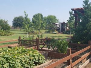 garden in a backyard