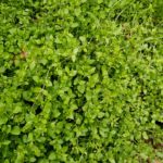 Chickweed