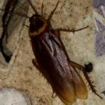 american cockroach