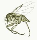 phorid fly