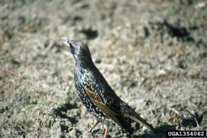 european starling (Sturnus vulgaris)