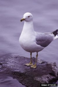 ring-billed gull (Larus delawarensis)