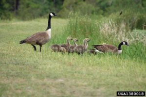 Canada goose (Branta canadensis)