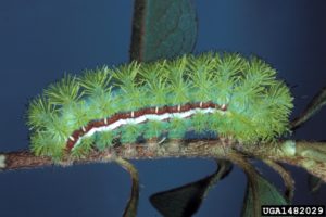 io moth (Automeris io)