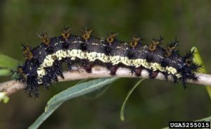 buck moths (Hemileuca sp.)