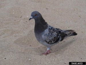 rock dove (Columba livia)