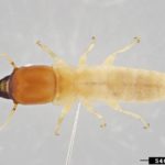 light southeastern drywood termite (Incisitermes snyderi)