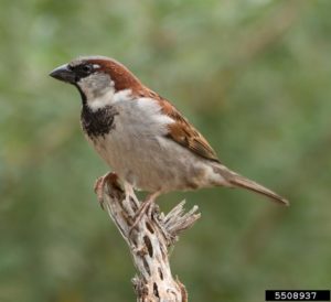 house sparrow (Passer domesticus)