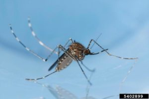 Western Encephalitis Mosquito (Culex tarsalis)