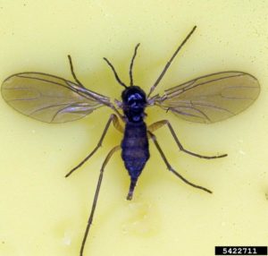 darkwinged fungus gnats (Bradysia sp.)