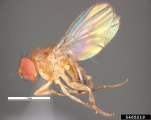 common fruit fly (Drosophila melanogaster