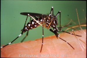 Yellow fever mosquito, Aedes aegypti