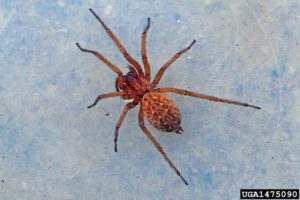 hobo spider (Tegenaria agrestis)