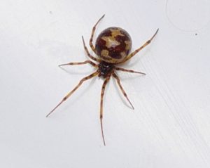 cobweb Spider - Steatoda triangulosa