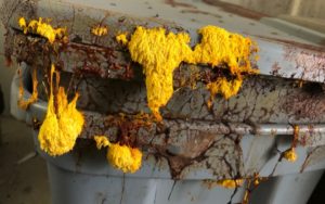 Slim mold growing from an office worm bin.