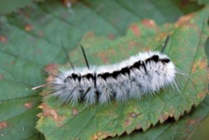 Hickory tussock caterpillar.